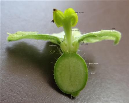  Female flower V.S.